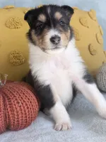 Cinnamon, a female Collie for sale in Dryden, VA – 2 of 10