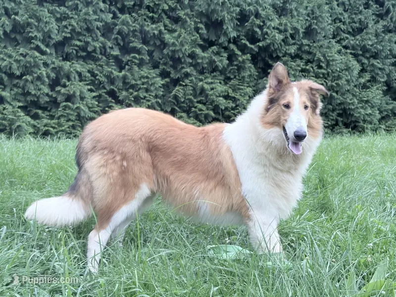 Tristan - AKC, gen. clear – Collie puppy for sale in Dryden, VA