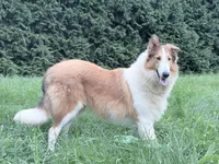Tristan - AKC, gen. clear, a male Collie for sale in Dryden, VA – 1 of 7