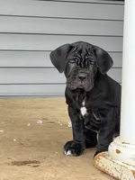 Purple Collar Female, a female Neapolitan Mastiff for sale in Columbia, VA – Photo 3 of 9