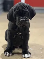 Purple Collar Female, a female Neapolitan Mastiff for sale in Columbia, VA – Photo 1 of 9
