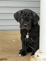 Purple Collar Female, a female Neapolitan Mastiff for sale in Columbia, VA – Photo 4 of 9