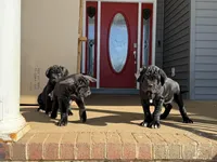 Purple Collar Female, a female Neapolitan Mastiff for sale in Columbia, VA – Photo 5 of 9