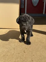 Purple Collar Female, a female Neapolitan Mastiff for sale in Columbia, VA – Photo 7 of 9