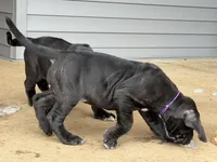 Purple Collar Female, a female Neapolitan Mastiff for sale in Columbia, VA – Photo 6 of 9