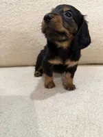 Mellow, a female Miniature Dachshund for sale in Middletown, NY – 2 of 3
