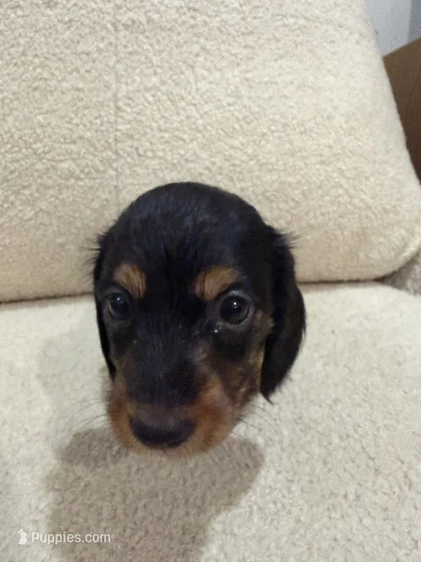 Bella – Miniature Dachshund puppy for sale in Middletown, NY