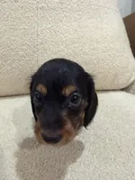 Bella, a female Miniature Dachshund for sale in Middletown, NY – 1 of 2