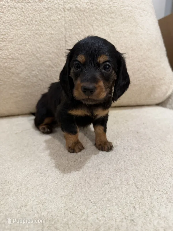 Mellow – Miniature Dachshund puppy for sale in Middletown, NY