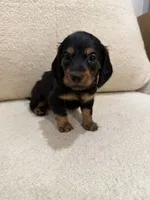 Mellow, a female Miniature Dachshund for sale in Middletown, NY – 1 of 3