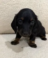 Luna, a female Miniature Dachshund for sale in Middletown, NY – 4 of 6