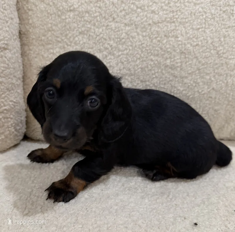 Luna – Miniature Dachshund puppy for sale in Middletown, NY