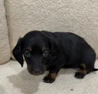 Luna, a female Miniature Dachshund for sale in Middletown, NY – 2 of 6