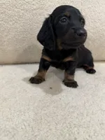 Luna, a female Miniature Dachshund for sale in Middletown, NY – 3 of 6