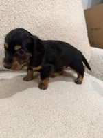 Bella, a female Miniature Dachshund for sale in Middletown, NY – 2 of 2