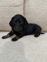 Luna, a female Miniature Dachshund for sale in Middletown, NY – 5 of 6
