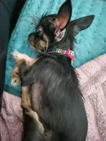 Tatta, a male Chorkie for sale in Columbus, OH – 4 of 7