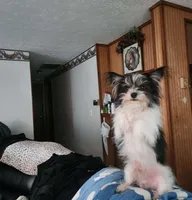 Odie, a male Chorkie for sale in Columbus, OH – 6 of 7