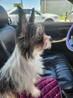 Odie, a male Chorkie for sale in Columbus, OH – 5 of 7