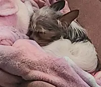 Jack Jack, a male Chorkie for sale in Columbus, OH – 7 of 9