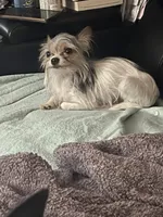 Jack Jack, a male Chorkie for sale in Columbus, OH – 6 of 9