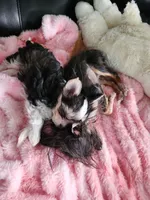 Tatta, a male Chorkie for sale in Columbus, OH – 5 of 7