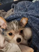 Jack Jack, a male Chorkie for sale in Columbus, OH – Photo 3 of 3