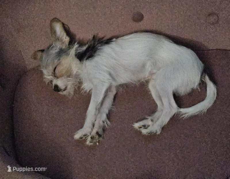 Jack Jack – Chorkie puppy for sale in Columbus, OH