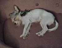 Jack Jack, a male Chorkie for sale in Columbus, OH – 1 of 3