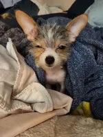 Jack Jack, a male Chorkie for sale in Columbus, OH – Photo 2 of 3