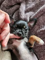Tatta, a male Chorkie for sale in Columbus, OH – 6 of 7