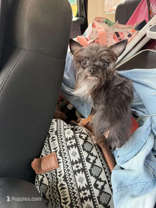 Tatta – Chorkie puppy for sale in Columbus, OH