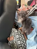 Tatta, a male Chorkie for sale in Columbus, OH – 1 of 7