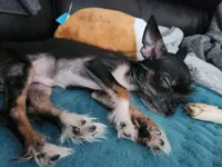 Tatta, a male Chorkie for sale in Columbus, OH – Photo 3 of 4