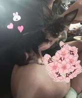 Tatta, a male Chorkie for sale in Columbus, OH – Photo 4 of 4