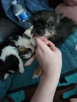 Tatta, a male Chorkie for sale in Columbus, OH – Photo 2 of 4