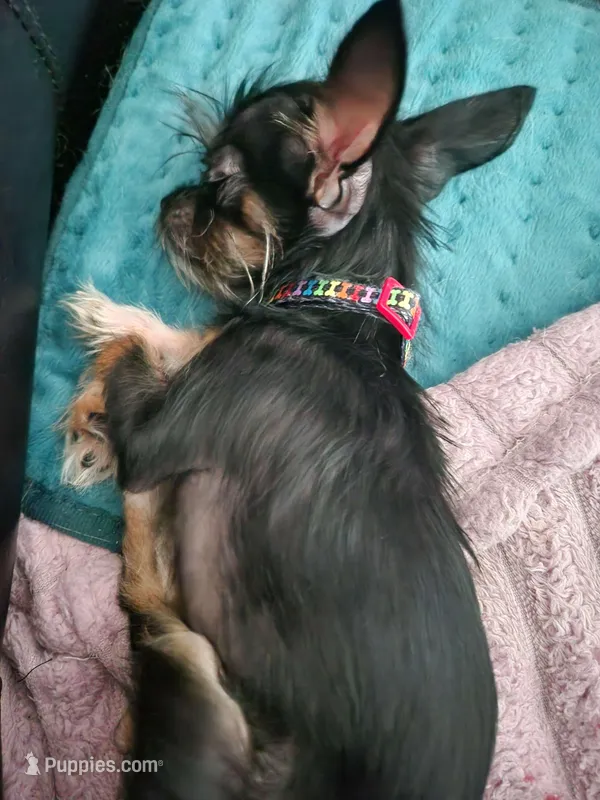 Tatta – Chorkie puppy for sale in Columbus, OH