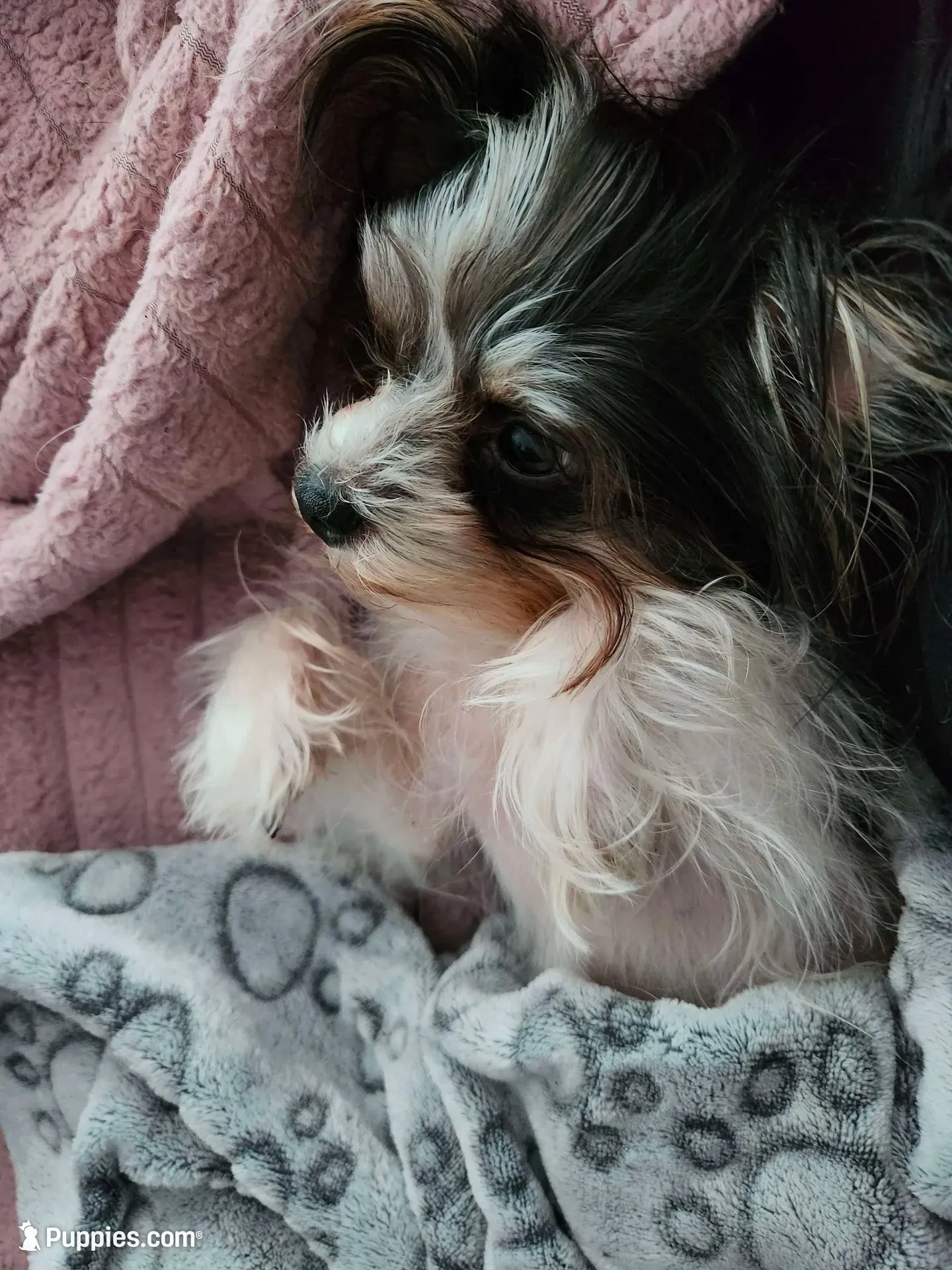 Odie, a male Chorkie for sale in Columbus, OH – 1 of 7