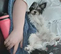Odie, a male Chorkie for sale in Columbus, OH – 2 of 7