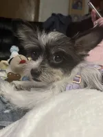 Odie, a male Chorkie for sale in Columbus, OH – 7 of 7
