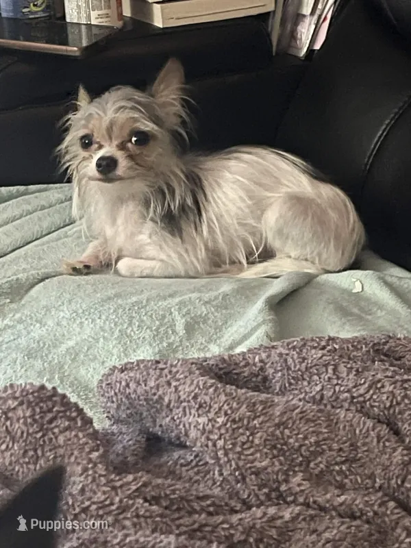 Jack Jack – Chorkie puppy for sale in Columbus, OH