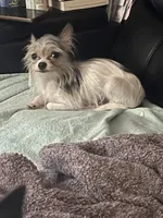 Jack Jack, a male Chorkie for sale in Columbus, OH – 1 of 9