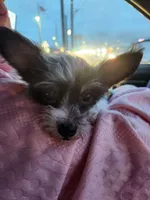Odie, a male Chorkie for sale in Columbus, OH – 4 of 7