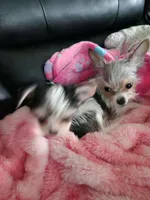 Jack Jack, a male Chorkie for sale in Columbus, OH – 5 of 9