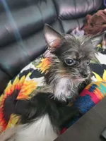 Tatta, a male Chorkie for sale in Columbus, OH – 2 of 7