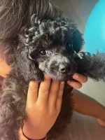 Rider, a male Poodle - Toy  for sale in Republic, MO – 3 of 3