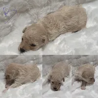 Binny, a male Poodle - Toy  for sale in Republic, MO – 5 of 6