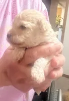 Binny, a male Poodle - Toy  for sale in Republic, MO – 4 of 6