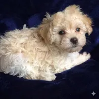 Binny, a male Poodle - Toy  for sale in Republic, MO – 2 of 6