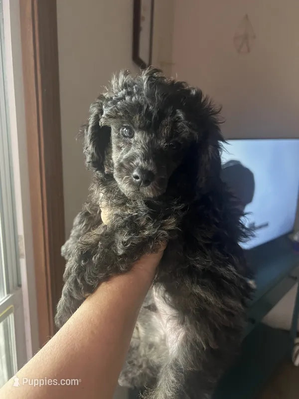 Rider – Poodle - Toy  puppy for sale in Republic, MO